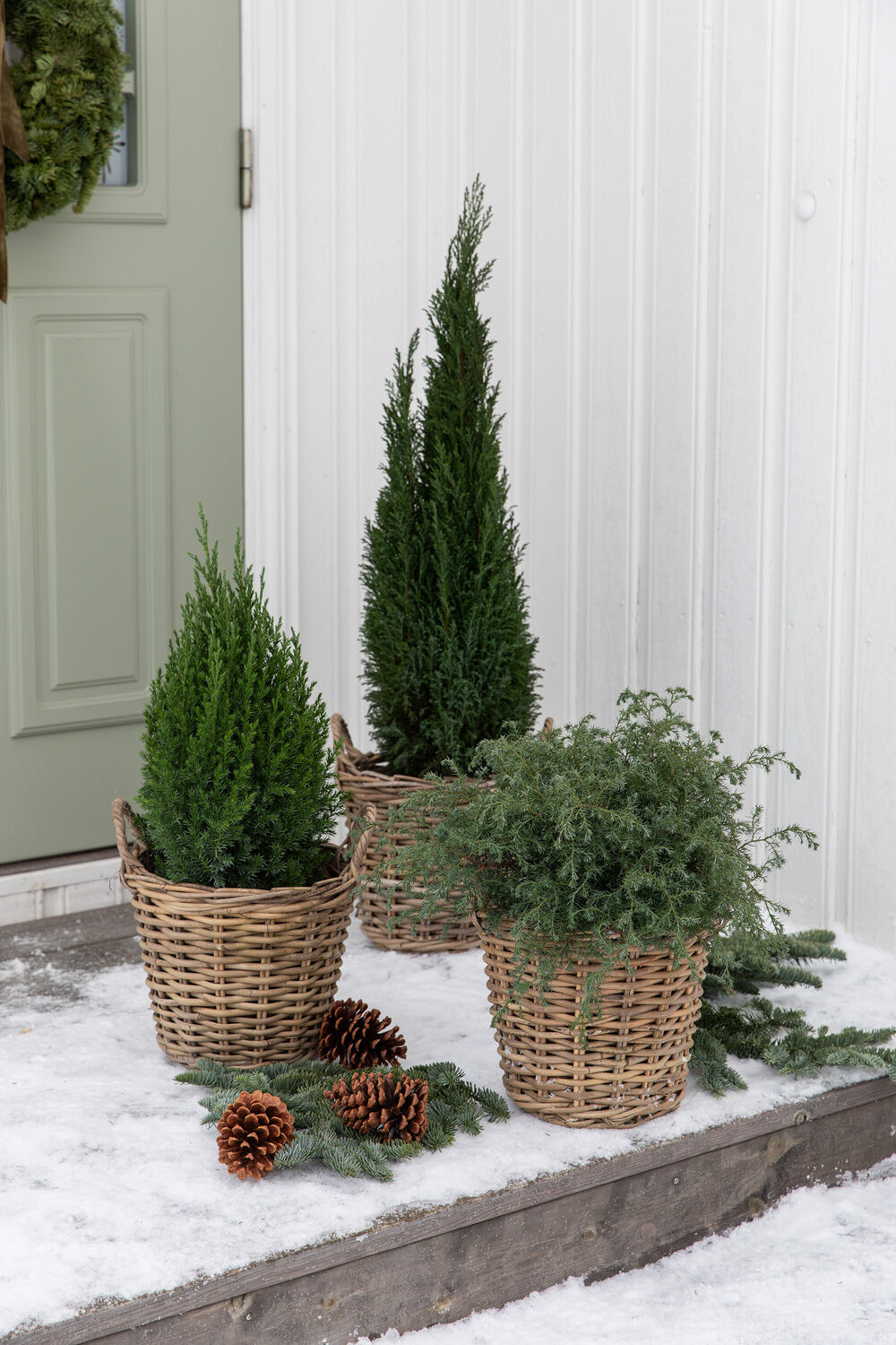 Vintergr&oslash;nne planter